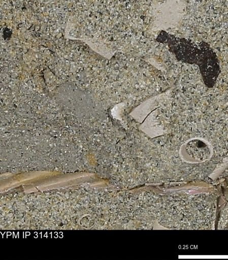 undet. Scaphopoda