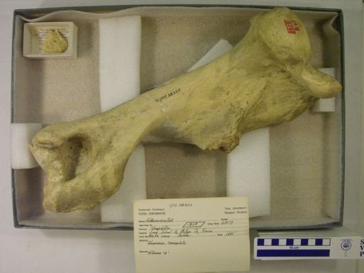 Rhinocerotidae