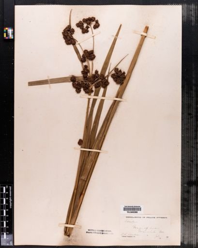 Scirpus