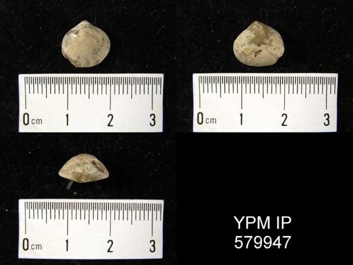 undet. Rhynchonellida