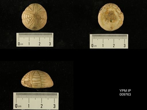 Rhynchopygus aequoreus