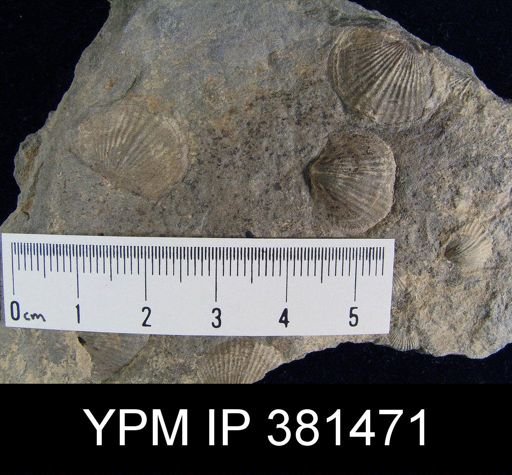 Tropidoleptus sp.