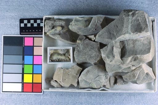 Leptauchenia sp.
