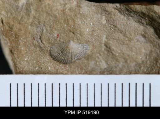 undet. Brachiopoda