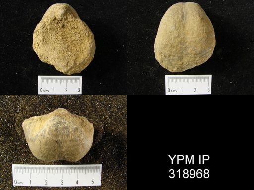 Pustula punctatus