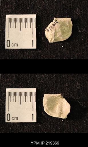 Chonetes granulifer