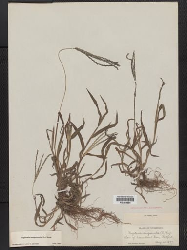Digitaria sanguinalis