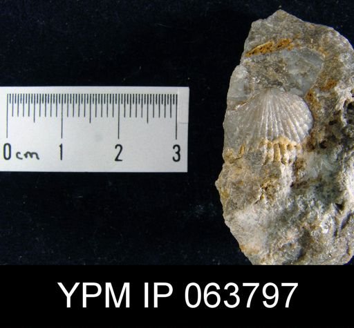 Trigonirhynchia tennesseensis