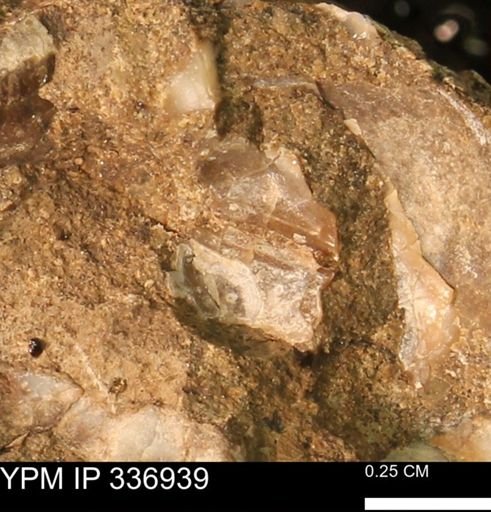 undet. Mollusca