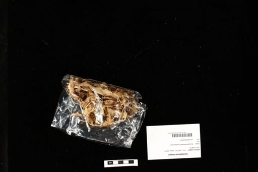 Cyclopterus lumpus