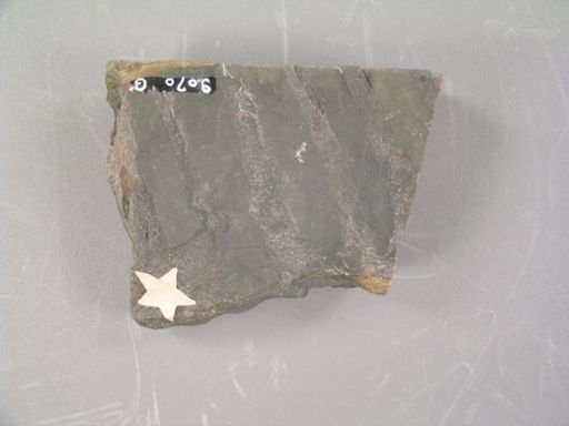 Pterophyllum robustum
