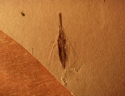 undet. Dictyopharidae