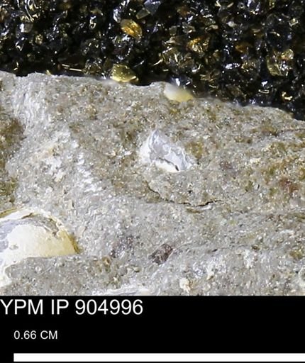 undet. Mollusca
