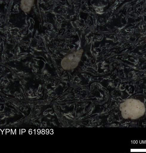 undet. Heterohelicidae