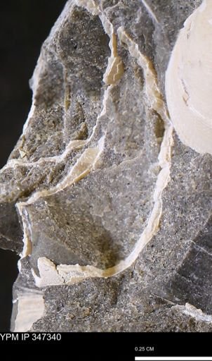 undet. Bivalvia