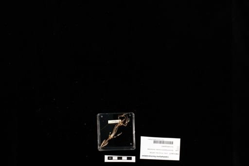 Lepidophyma flavimaculatum