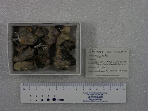 Coryphodon sp.
