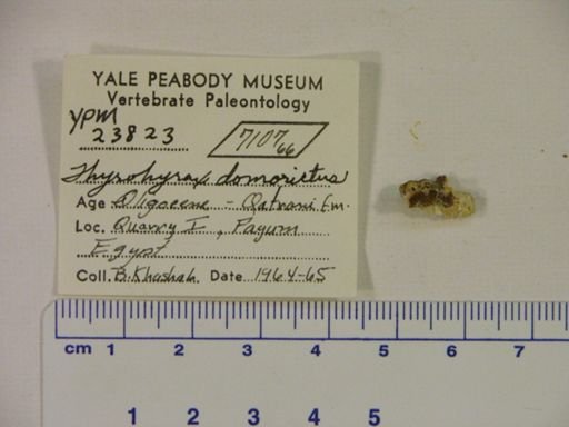 Thyrohyrax domorictus