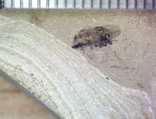 undet. Pterygota