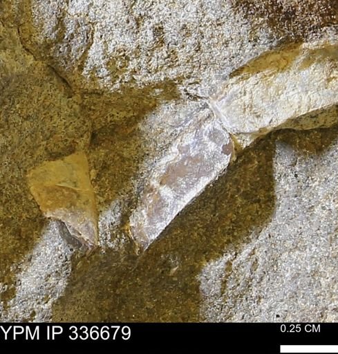 undet. Mollusca
