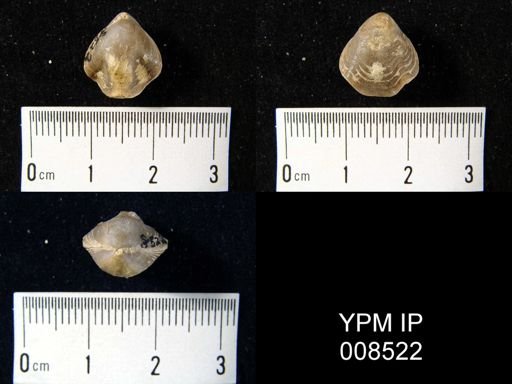 Composita trinuclea