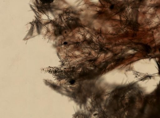 Erylus formosus