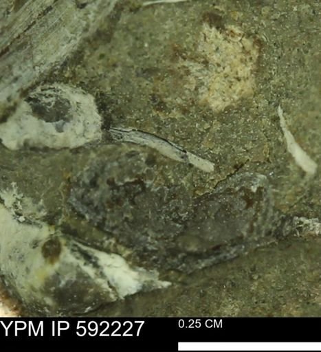 undet. Mollusca