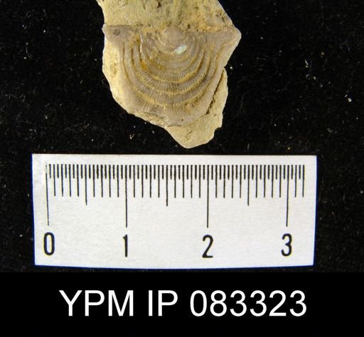 Leptaena rhomboidalis
