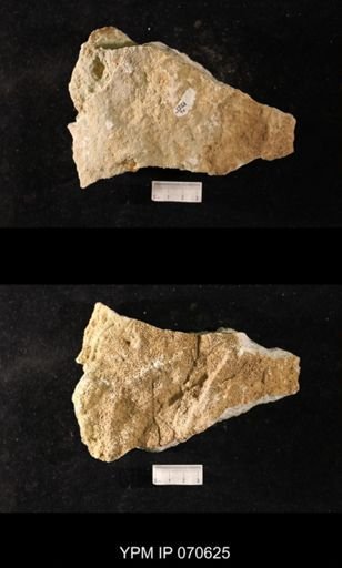 Favosites louisvillensis