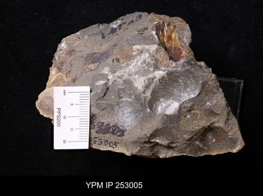 Oxytoma (Hypoxytoma) nebrascana