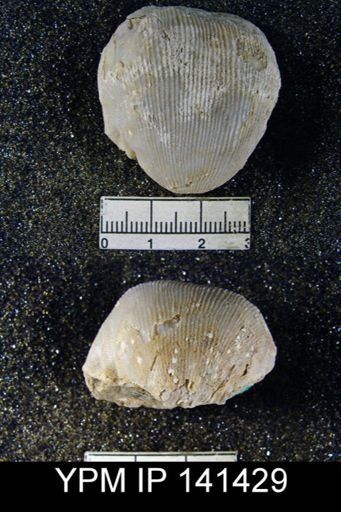 Productus (Linoproductus) lineatus