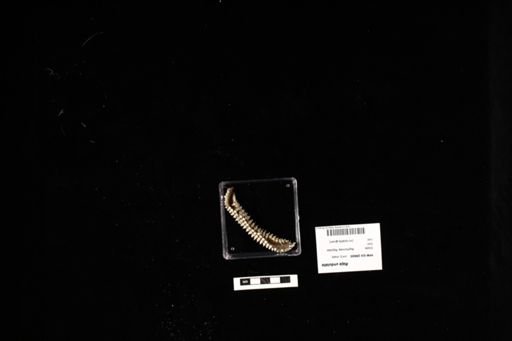 Raja undulata