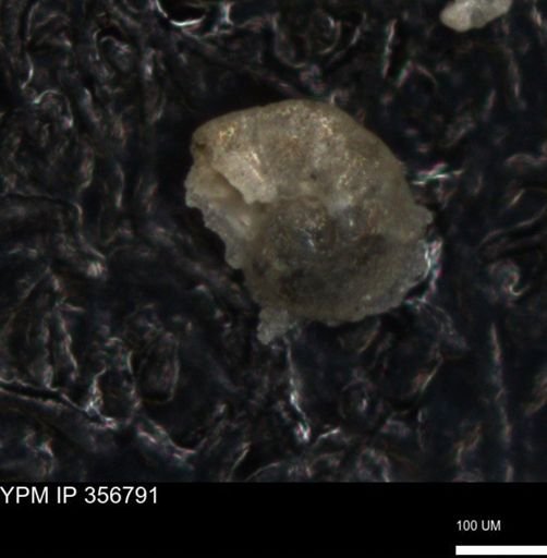 undet. Foraminiferida