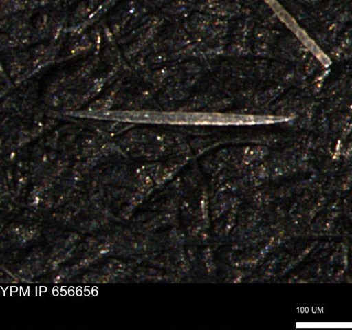 undet. Porifera