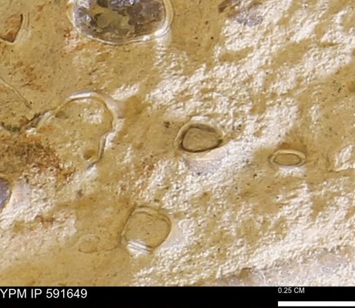 Serpulidae