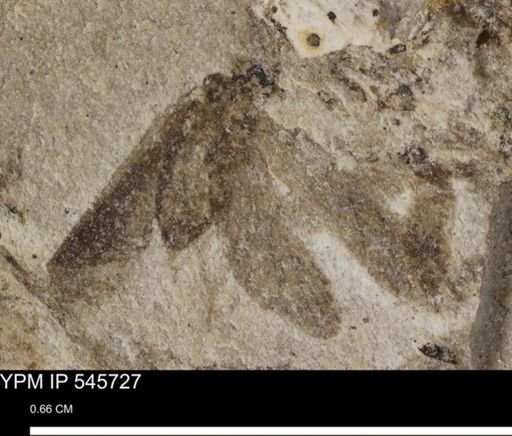 undet. Insecta