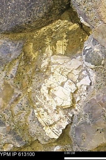 undet. Mollusca