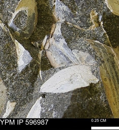 undet. Bivalvia
