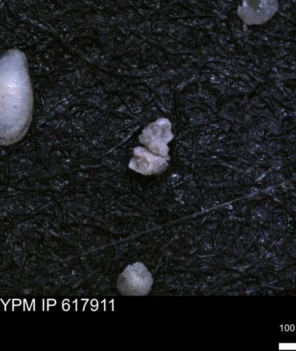 undet. Foraminiferida