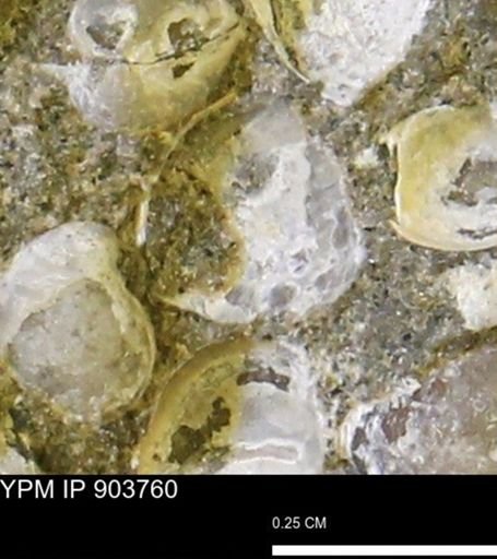 Corbulamella?