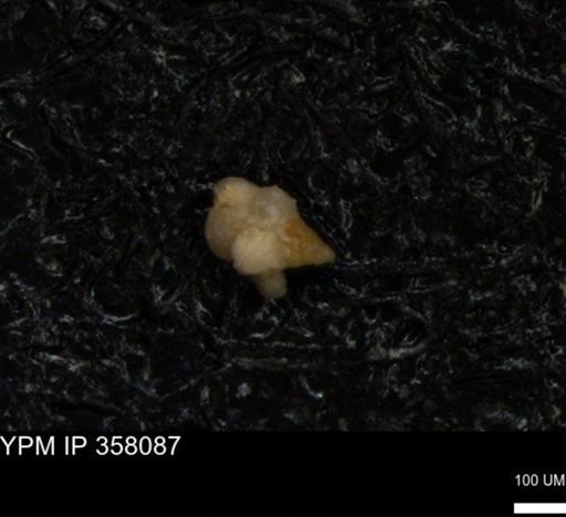 undet. Heterohelicidae