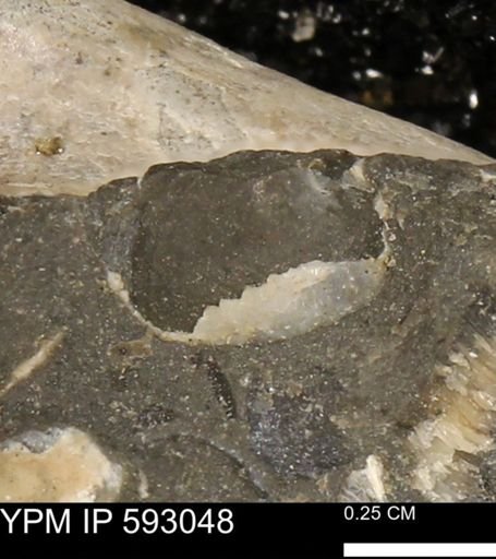 undet. Bivalvia