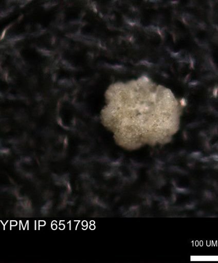 undet. Foraminiferida