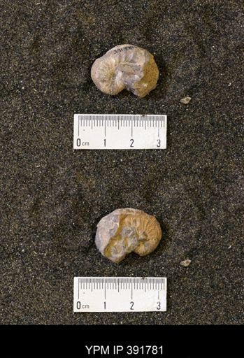 Scaphites whitfieldi