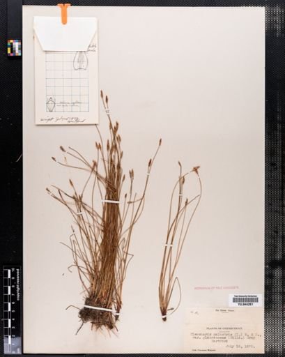 Eleocharis palustris palustris