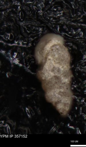 undet. Foraminiferida