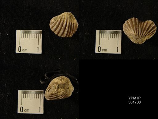 Anastrophia sp.