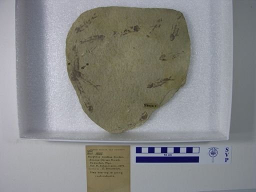 Knightia eocaena