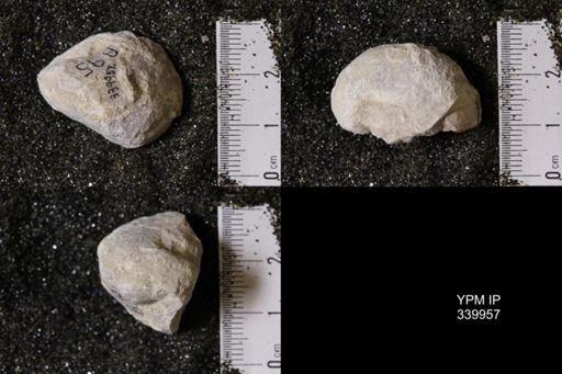 Gryphea washitaensis
