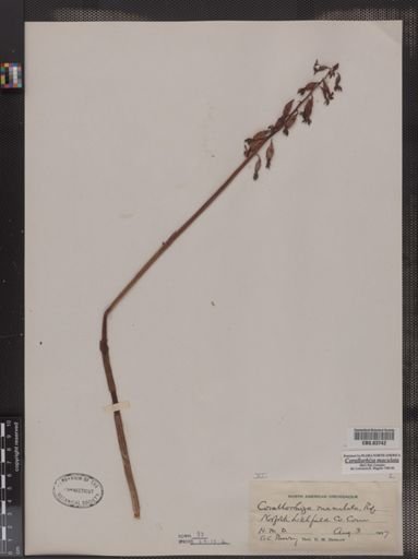 Corallorhiza maculata